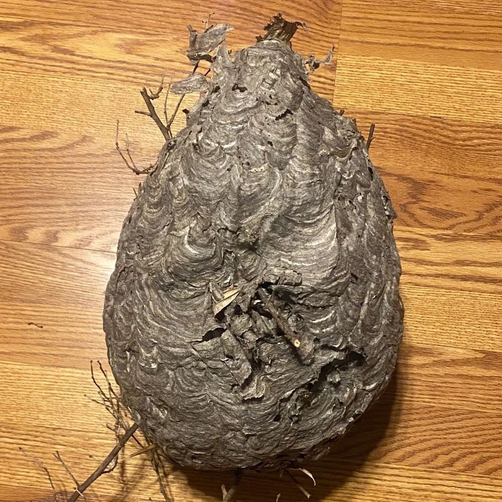 Absolutely Gorgeous Flawless Bald Faced Hornets Nest Appalachia Taxidermy COOL!
